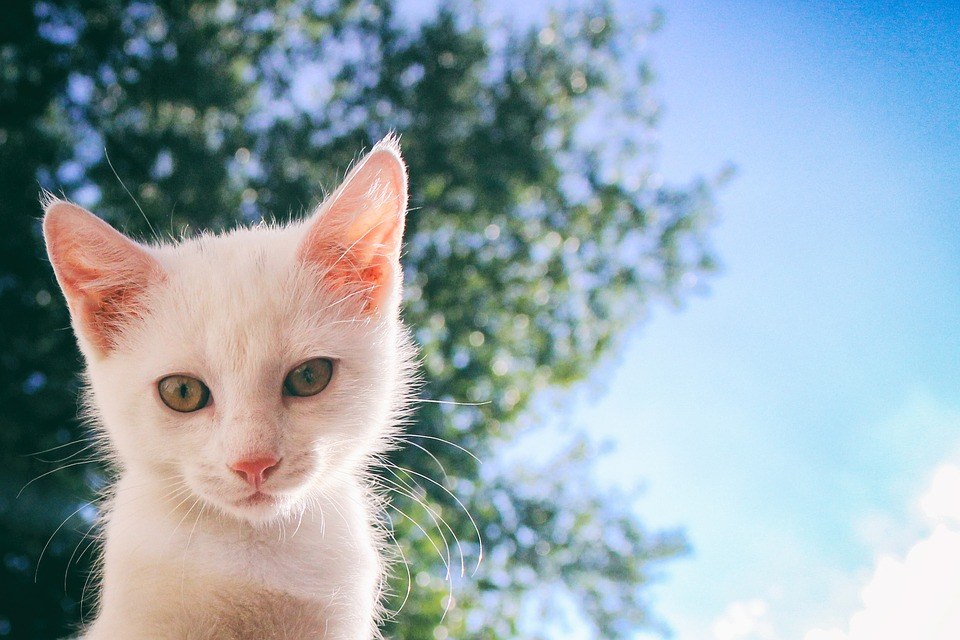 ¿A qué razas de gatos domésticos y salvajes perteneces? 🦁🐱 Prueba