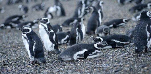 Pon a prueba tu inteligencia como pingüino: cuestionarios, trivia y preguntas