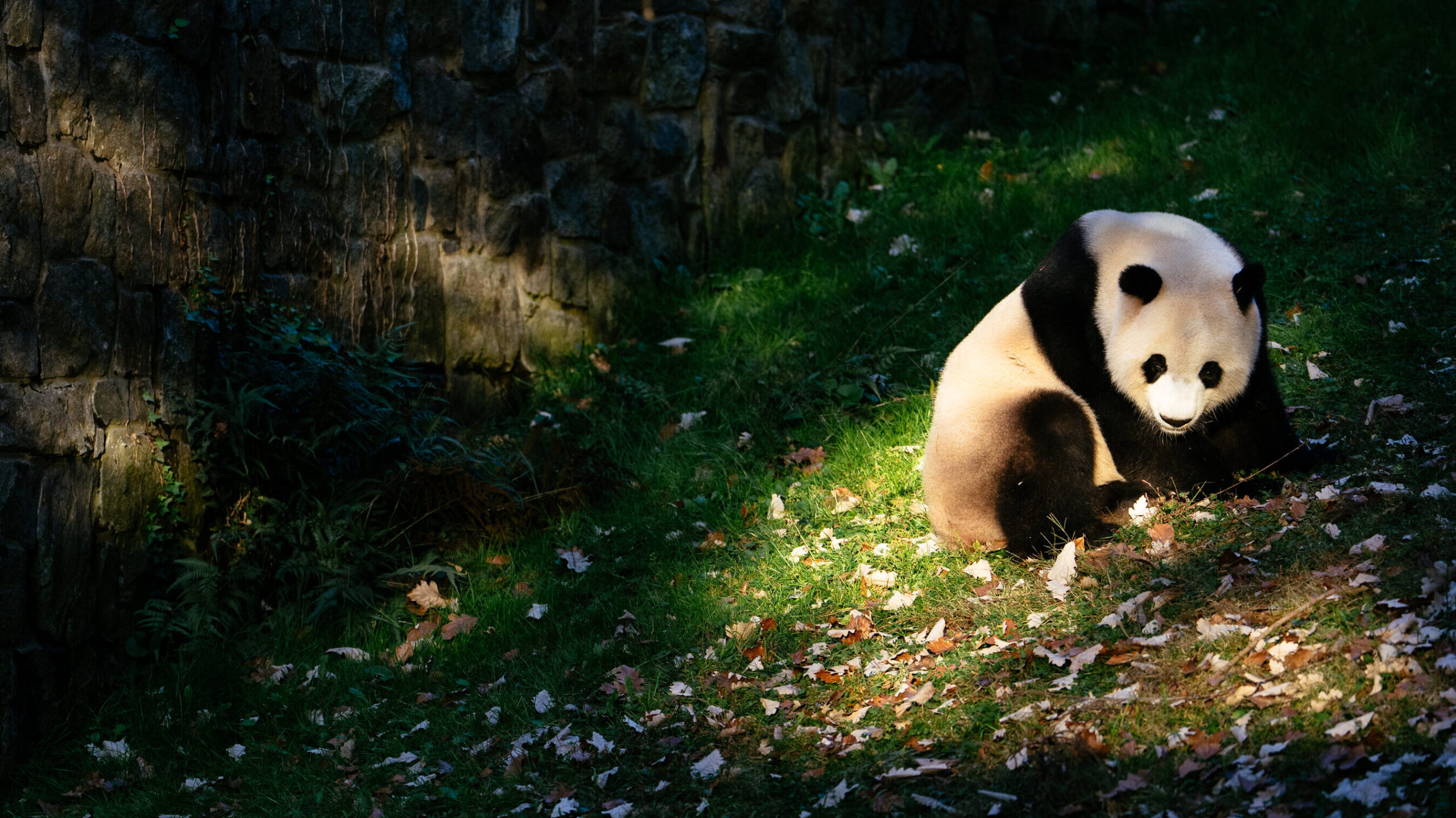 La diplomacia panda podría no estar muerta todavía - The New York Times