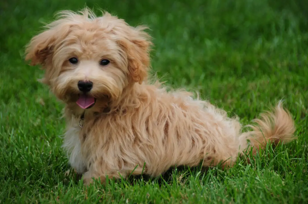 Los 25 mejores perros de raza mixta que te encantarán - Parade Pets
