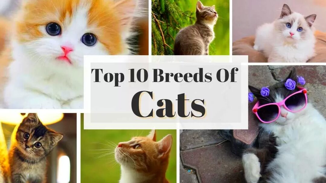 Las 10 mejores razas de gatos del mundo