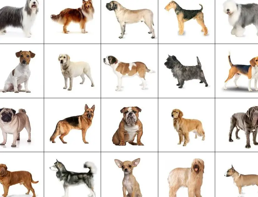 Razas de perros en la película Click Quiz - Por JackDots