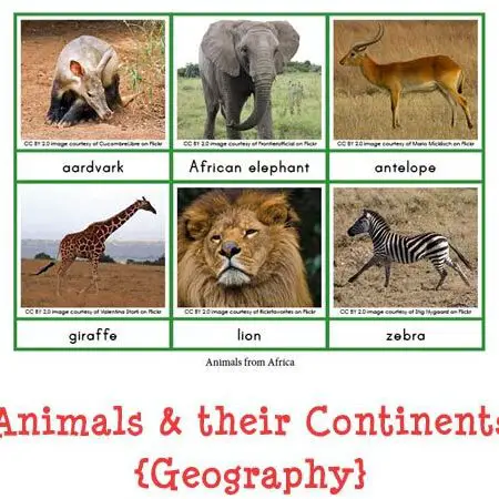 Tarjetas de clasificación de animales y continentes |