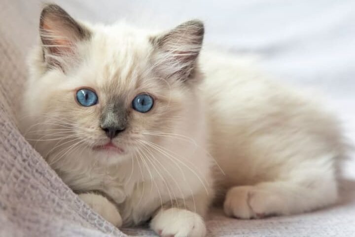 Las 15 razas de gatos más lindas que te encantarán |