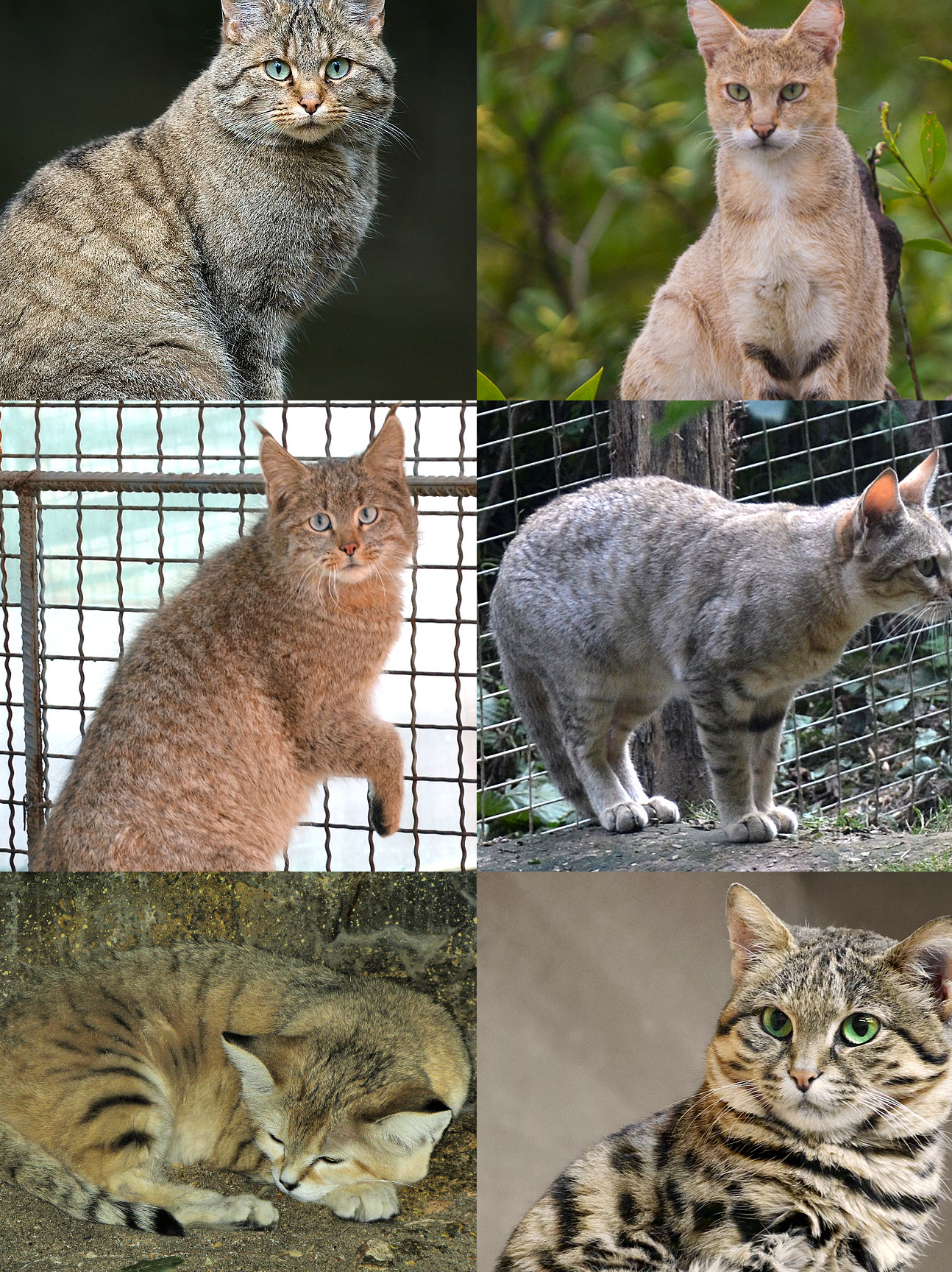 Felis - Wikipedia