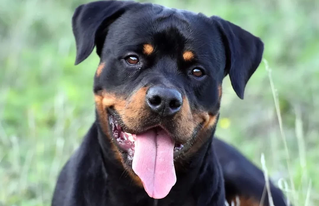 Información y características de la raza de perro Rottweiler