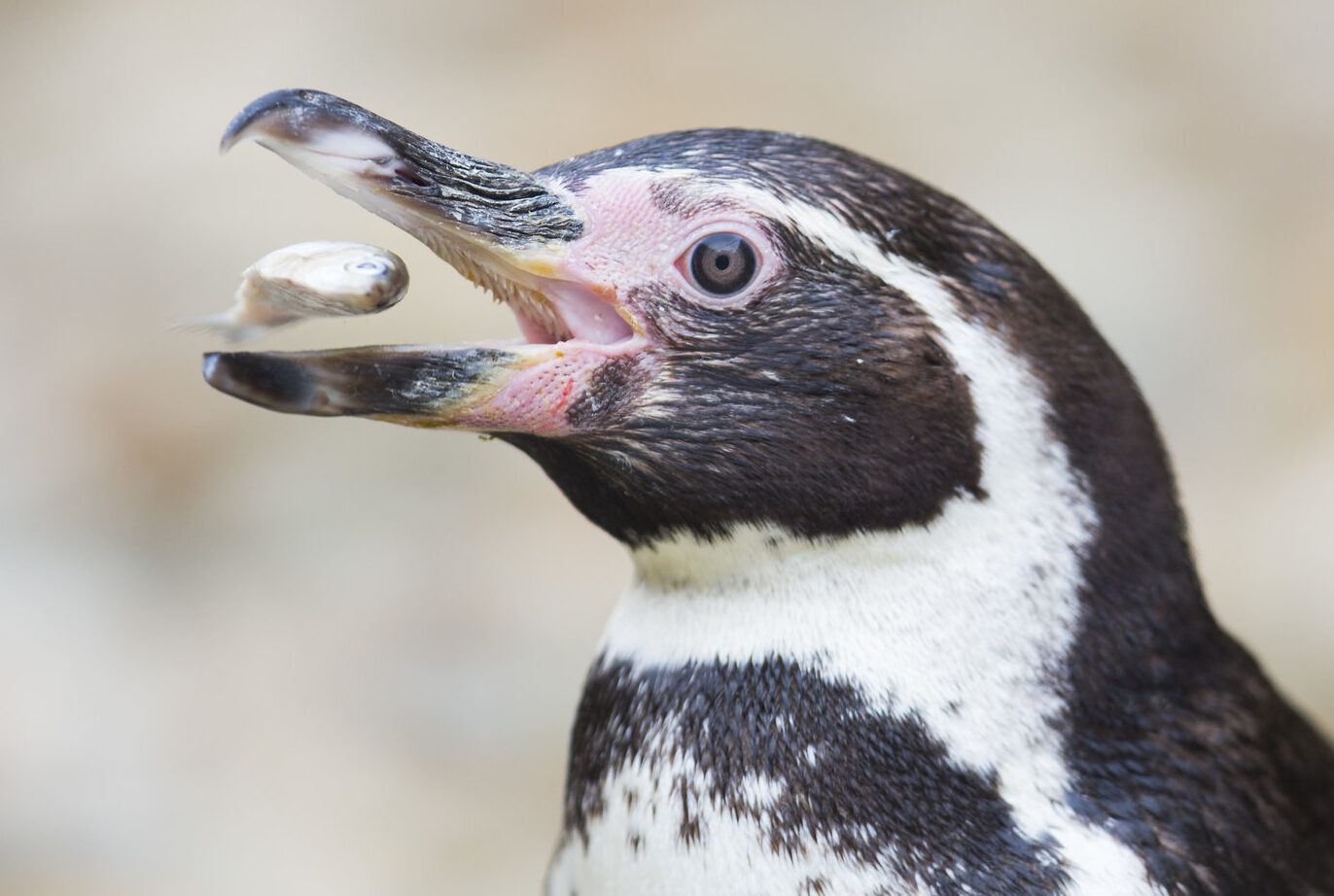 Datos divertidos e interesantes sobre los pingüinos de Humboldt 🐧 para niños