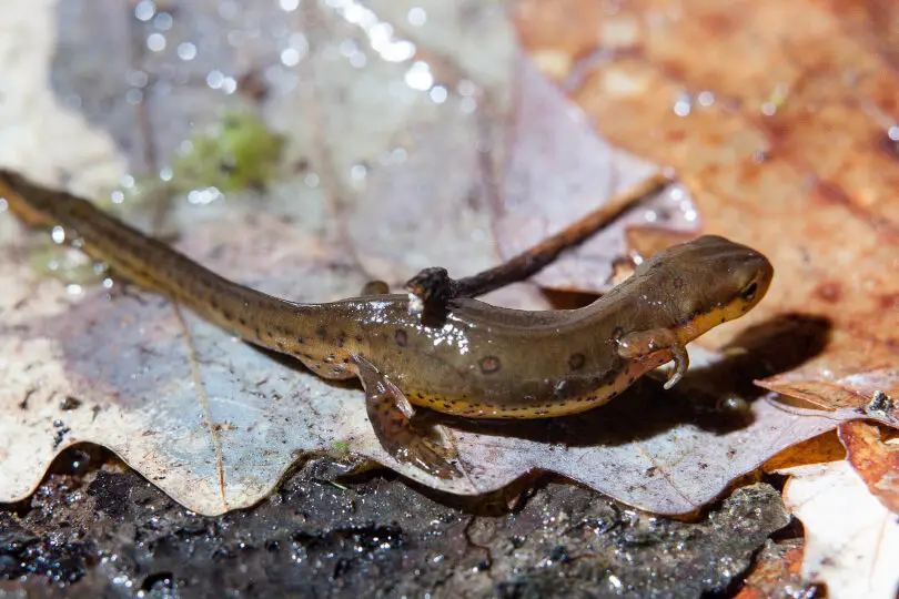 Cocodrilo americano - Wikipedia