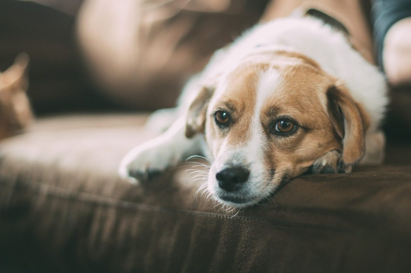 🐕 ¿Qué tan aficionado a los perros eres?