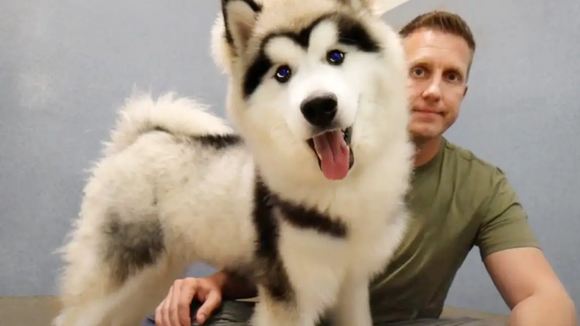 🐩 ¿Qué raza de perro deberías adoptar? 🐕 La sorprendente razón por la que nadie quiere adoptar este Alaskan Malamute