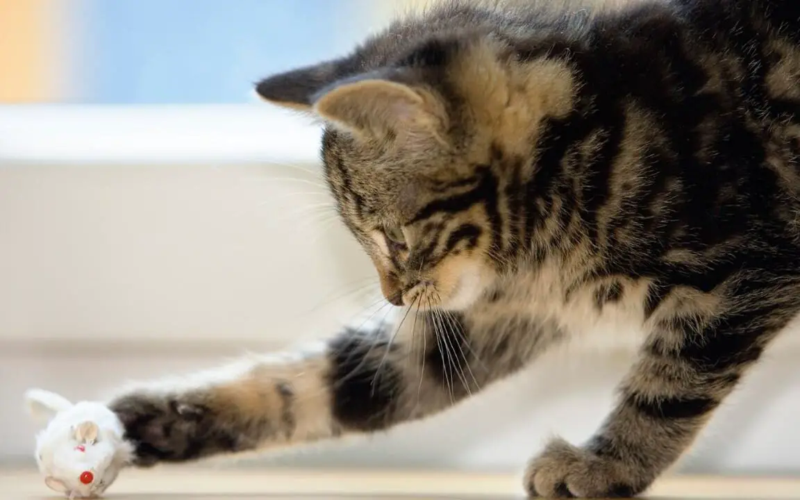 Construye Cat y adivinaré cuánto tiempo llevas soltero, con... cuestionario