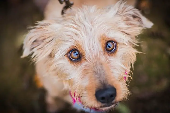 Perros callejeros misteriosos: un estudio muestra que los refugios a menudo identifican erróneamente a los perros...
