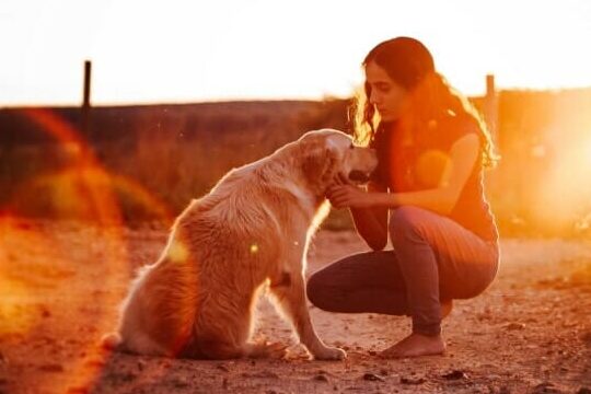 Amazon.com: Collar para perro PetSafe Gentle Leader sin tirones - El ...