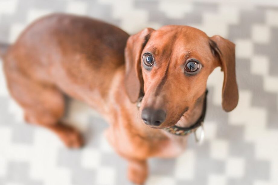 ¿Qué raza es mi perro?