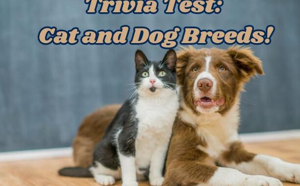 Prueba: ¿Conoce todas estas razas de perros y gatos?
