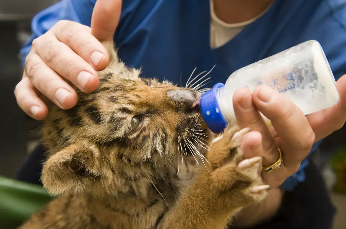 Si puedes obtener una puntuación de 15 en este cuestionario, definitivamente eres un experto en animales
