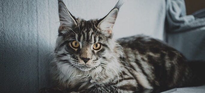 Las 15 mejores razas de grandes felinos que puedes traer a casa ahora