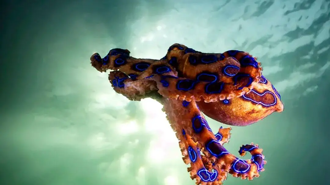 13 de las criaturas marinas más venenosas de la Tierra |