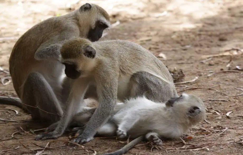 Animales salvajes que probablemente verás durante tu safari en Kenia