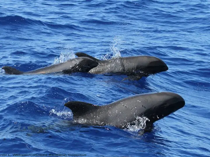 El acuerdo sobre sonares de la Armada brinda una victoria histórica para las ballenas - Earthjustice