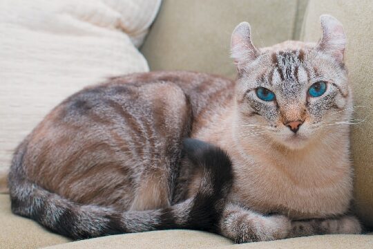 ¿Qué tan bien conoces las razas de tus gatos?